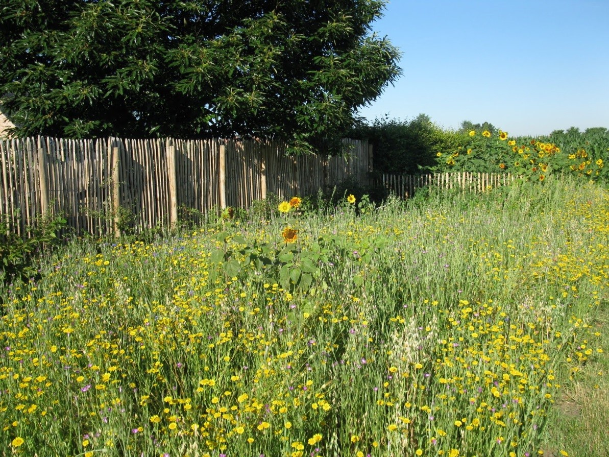 Bloemenakker