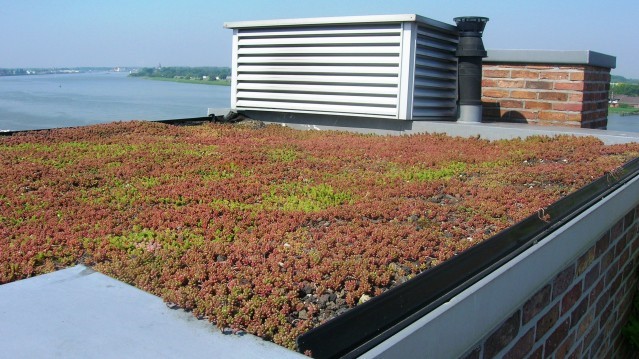Extensief groendak