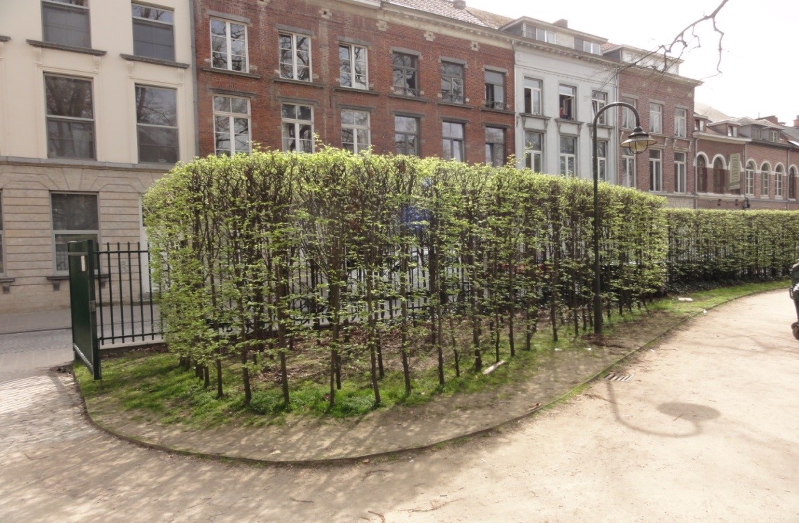 Bladverliezende haag