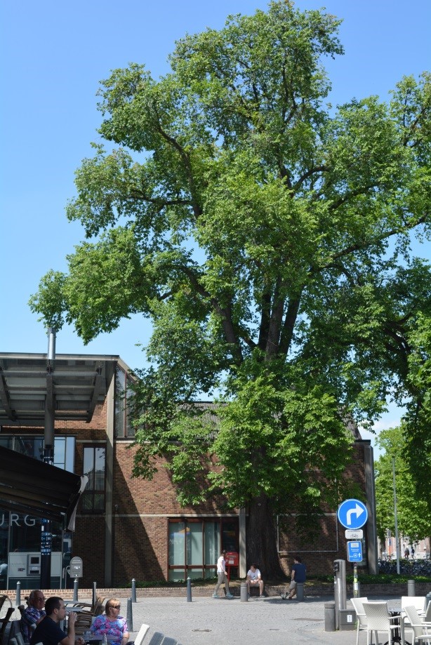 Alleenstaande loofboom